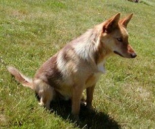 Song Dog Kennels American Indian Dogs